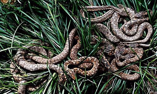 Với số lượng rắn độc nhiều như vậy, chính phủ Brazil đã cấm người dân đặt chân lên đảo để đảm bảo an toàn cho mọi người.