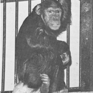 Lucy khó hòa nhập với đồng loại nên sụt cân nhanh chóng. Một năm sau khi đến trung tâm, con tinh tinh này được đồng loại chấp nhận. Thế nhưng, sang năm tiếp theo, Lucy chết trong tình trạng cơ thể không nguyên vẹn. Đến nay, không ai biết nó chết như thế nào.