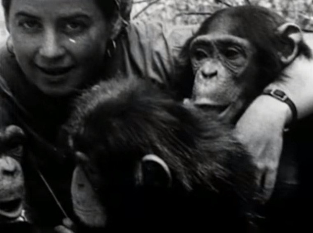 Tinh tinh Lucy được cho nằm ngủ trong cũi giống như con gái của ông Temerlin. Nó còn được dạy cách mặc quần áo, đi đứng... Thậm chí, con tinh tinh Lucy gây kinh ngạc cho ông Temerlin khi nhặt một con mèo về nuôi giống như con người nuôi thú cưng.