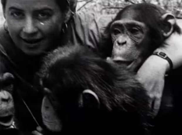 Tinh tinh Lucy được cho nằm ngủ trong cũi giống như con gái của ông Temerlin. Nó còn được dạy cách mặc quần áo, đi đứng... Thậm chí, con tinh tinh Lucy gây kinh ngạc cho ông Temerlin khi nhặt một con mèo về nuôi giống như con người nuôi thú cưng.