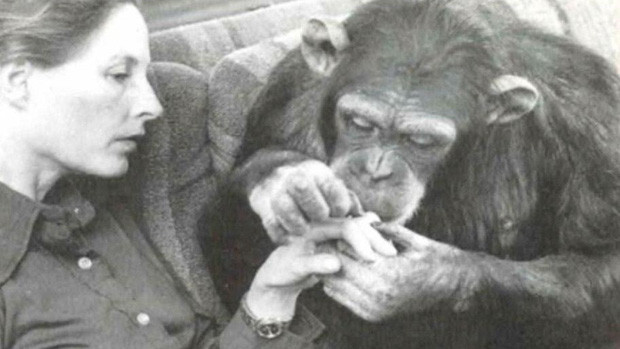 Ông Temerlin nhận nuôi con tinh tinh Lucy. Ông cùng vợ nuôi dạy nó giống như con người. Mục đích của ông là thông qua thí nghiệm này giúp Lucy hòa nhập với cuộc sống con người cũng như hiểu con vật này nghĩ gì, muốn gì.