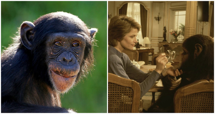 Tuy nhiên, không có tài liệu nào cho thấy Lucy có thể sử dụng những ký hiệu này để giao tiếp với con người. Vì vậy, không ai biết Lucy nghĩ gì và muốn gì.