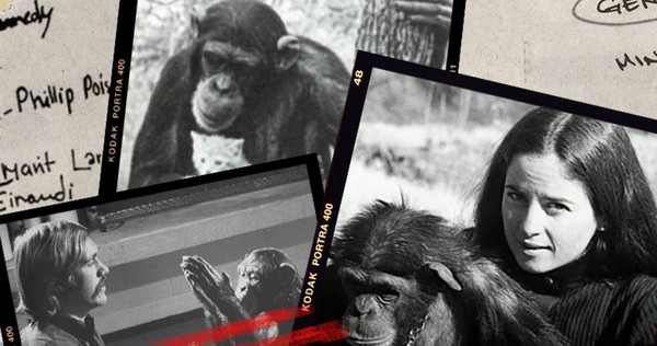 Tuy nhiên, ông Temerlin lo lắng có thể Lucy sẽ giết con mèo nếu như nó ở trong trạng thái kích động.