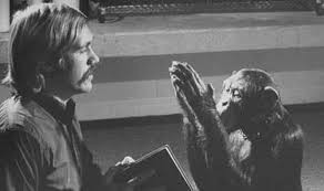 Vì vậy, ông Temerlin đưa Lucy về nhà. Kể từ đó, nó trở nên mất kiểm soát, đập phá đồ đạc. Do không thể cải thiện được tình hình, cuối cùng ông Temerlin quyết định đưa Lucy đến trung tâm cải tạo tinh tinh tại Gambia.