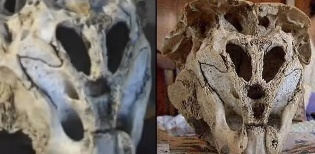 Vì vậy, các chuyên gia hy vọng sẽ sớm giải mã thành công bí ẩn về hộp sọ có hình dáng kỳ lạ này.