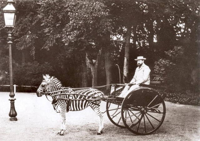 Một quý ông điều khiển cỗ xe do một con ngựa vằn kéo.