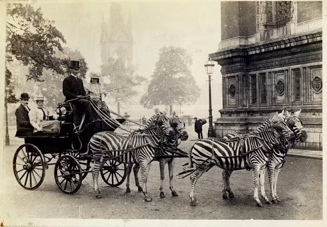 Cỗ xe chở người do 4 ngựa vằn kéo nổi bật trên đường phố Anh năm 1898. Vào thời điểm ấy, những cỗ xe ngựa vằn xuất hiện trên đường phố thu hút sự quan tâm và hiếu kỳ của mọi người bởi chúng hiếm khi được sử dụng để kéo xe hay để cưỡi.