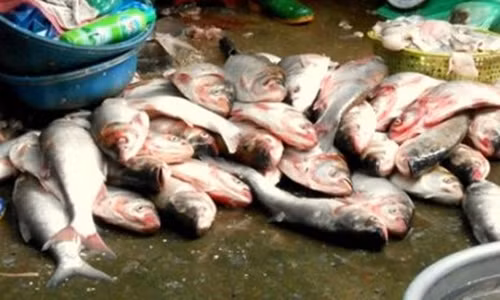 5. Cá ươn, chết Nếu là cá sống, các chất độc hại trong cơ thể có thể được chuyển hóa thông qua quá trình trao đổi chất, nhưng sau khi cá ươn, chết, các chất độc hại như kim loại nặng, vi khuẩn không thải ra ngoài được sẽ đọng lại trong thịt cá.