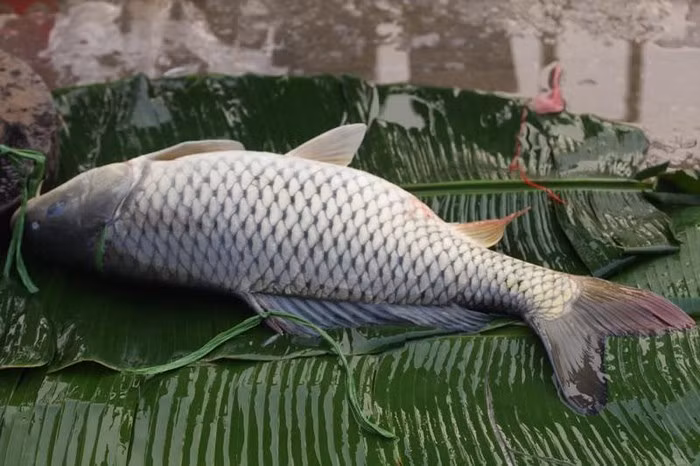 3. Cá sống vùng nước sâu, cỡ lớn Trong đại dương hay ao hồ, cá lớn ăn cá nhỏ để tồn tại. Như một chu trình, những con cá lớn này thường chứa một lượng lớn kim loại nặng được tích tụ lâu dài.