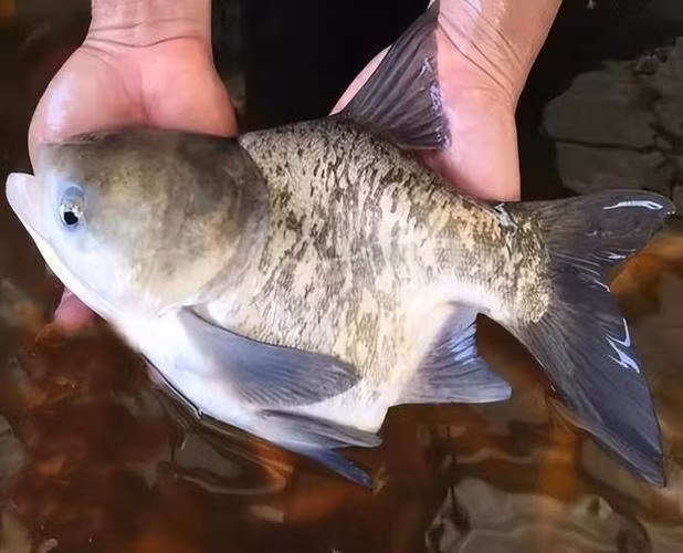 Song, cái gì cũng có hai mặt, tuy cá ngon nhưng không phải loại cá nào cũng ăn được. Nếu ăn nhầm sẽ gây nguy hiểm cho sức khỏe.