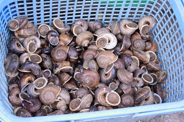 Ốc núi đá thường xuất hiện từ tháng 4 đến hết tháng 8 dương lịch, tức là vào mùa mưa, khi thời tiết ẩm ướt. Những tháng còn lại chúng vùi mình dưới đất, trong các khe đá hoặc các lớp lá dày.