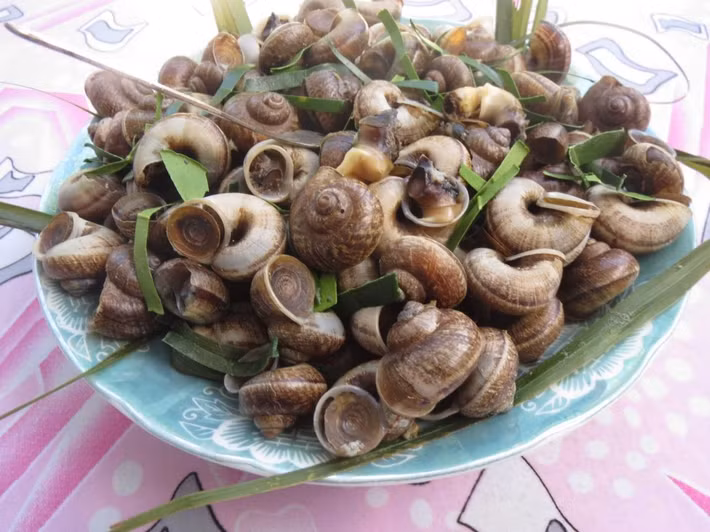 Khi ăn ốc núi nên ăn cả con không cần bỏ ruột, lúc ăn nhai chậm và kỹ mới cảm nhận được vị mát lành, thơm mùi thuốc Bắc. Có lẽ chính cái vị ngọt thanh, chút hương lá rừng là lạ đã làm thực khách mê mẩn với món đặc sản ốc núi đá này. Ảnh: Internet.