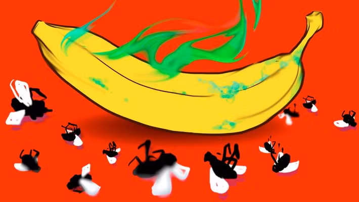 1. Chuối: Bạn có thể dùng chuối để làm bẫy ruồi giấm. Cho một quả chuối già và một ít xà phòng rửa bát vào trong lọ. Sau đó cuộn một tờ giấy thành hình phễu và băng lại để nó duy trì cấu trúc rồi đặt vào phần miệng lọ. Mùi ngọt của chuối sẽ thu hút ruồi vào phễu và xà phòng sẽ khiến chúng khó chui ra khỏi lọ.