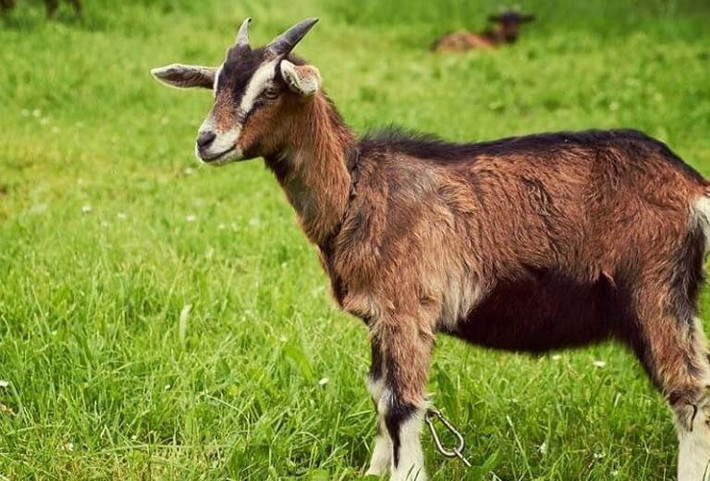 Con giáp này linh hoạt và không ngần ngại thử nghiệm những ý tưởng mới. Với tinh thần nhanh nhạy, người tuổi này có khả năng nắm bắt thông tin nhanh chóng và hiểu biết sâu sắc về nhiều lĩnh vực khác nhau.