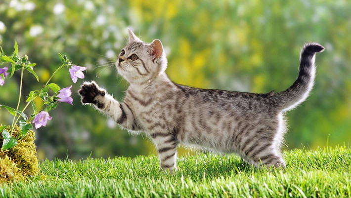 Đầu tháng 10 Âm lịch, con giáp này được Thần Tài sẽ ưu ái, họ sẽ gặp may mắn, nhiều cơ hội gõ cửa. Tuổi Mão rất kiên trì làm việc, nhất định sẽ có cả danh vọng và tài lộc. May mắn sẽ luôn đồng hành cùng bạn trong thời gian tới.