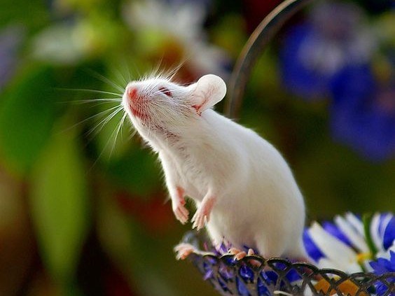 Người tuổi Tý thông minh, hiểu biết, khả năng điều chỉnh, linh hoạt, sẵn sàng chấp nhận những ý kiến trái chiều. Đầu tháng 10 Âm lịch, con giáp này được Thần Tài để mắt, tài lộc của họ sẽ tăng lên. Trong tháng này, sự nghiệp và vận may tài chính của con giáp tuổi Tý tăng lên, họ có nhiều cơ hội để đạt được nhiều mục tiêu đã đề ra trong cuộc sống.