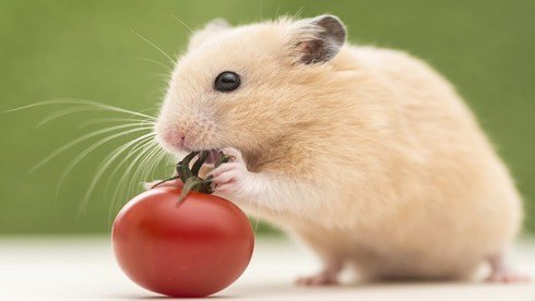 Chỉ cần con giáp này sẵn sàng đón bắt các cơ hội, dũng cảm đối mặt với các thách thức chắn chắn họ sẽ thành công, tài lộc rủng rỉnh từ tháng 11 Âm lịch trở đi.