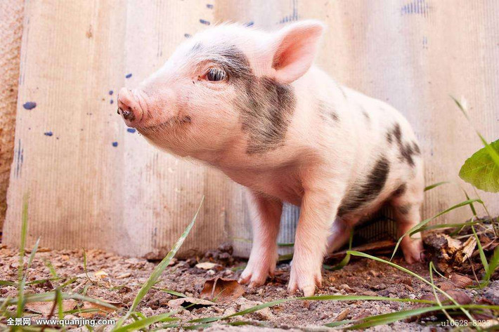 Tuổi Hợi: Hôm nay là ngày con giáp này phải bỏ tiền đi “xả xui”, giải quyết khá nhiều rắc rối, hãy coi như “của đi thay người”, đừng quá lo lắng. Gạt bớt âu lo, điều tiếng mới có thể ở bên nửa kia, cố đừng để tâm trạng dao động quá mạnh.