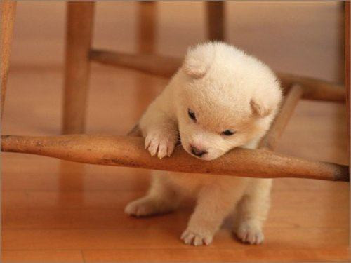 Tuổi Tuất: Càng đi lại, công cán nhiều, tuổi Tuất càng gặt hái thành công. Nếu bạn muốn bắt đầu học tập hoặc trải nghiệm mới, bây giờ là thời điểm phù hợp nhất. Ngoài ra, dự đoán ngày mới tử vi 12 con giáp khuyến khích bạn đến vùng ngoại ô để nghỉ cuối tuần hoặc hẹn hò với bạn bè thân hữu.