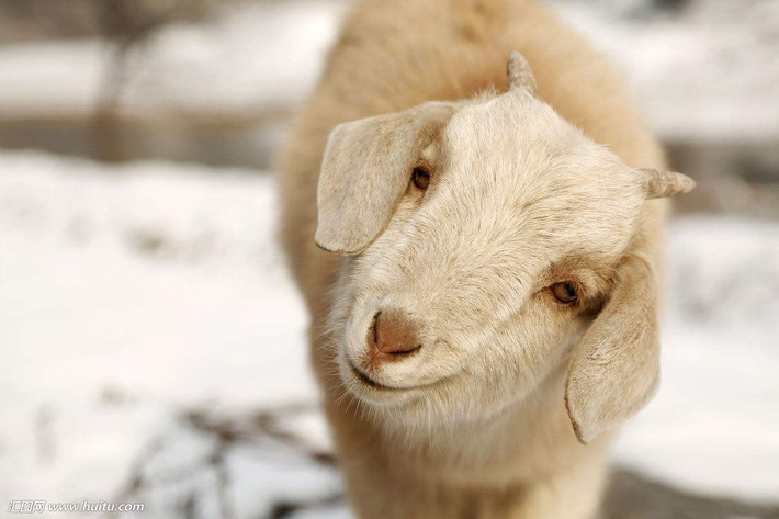 Tuổi Mùi: Công việc sẽ bắt đầu bận rộn trở lại. Tuổi Mùi có thể nhận được các dự án mới mẻ từ các khách hàng tiềm năng. Nếu bạn đang tìm kiếm một công việc, dự đoán ngày mới tử vi 12 con giáp khuyên nhủ con giáp này hãy dành thời gian để đầu tư vào sơ yếu lý lịch của mình kĩ càng hơn.