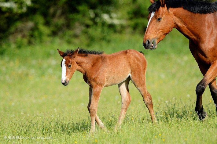 Tuổi Ngọ: Thay đổi tích cực sẽ mang lại cho con giáp Ngọ sự giàu có. Nếu khéo léo tham gia vào các hoạt động bán hàng tài chính, bạn có thể nhận được nhiều lợi ích hơn. Tuy vậy, dự đoán ngày mới tử vi 12 con giáp nhắc nhỏ, hãy chú ý đến rủi ro và các điều khoản hợp đồng thật kĩ càng để không bị lừa gạt.