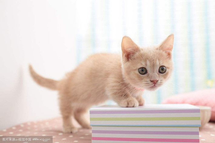 Tuổi Mão: Dự đoán ngày mới tử vi 12 con giáp chúc mừng tuổi Mão có một ngày “đen tình đỏ bạc” tuy chuyện tình cảm của bạn không mấy tiển triển nhưng công việc và tài chính lại thăng hoa tột bậc. Dự án thành công, kinh tế dồi dào khiến họ khá tự tin và thoải mái về tâm lý, chi tiêu phóng tay hơn.