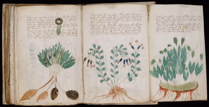 Bản thảo Voynich là một trong những bí ẩn khó giải nhất lịch sử nhân loại. Tài liệu cổ này gồm 240 trang được nhà bán sách cổ người Ba Lan Wilfrid Voynich mua của một thư viện đại học ở Italy vào năm 1912.