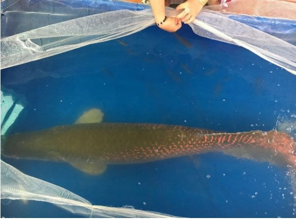 Anh Huỳnh Văn Nam (28 tuổi, ngụ ấp Cẩm Thắng, xã Cẩm Giang, huyện Gò Dầu) đã bắt được một "thủy quái" khổng lồ nặng gần 30 kg ở sông Vàm Cỏ Đông. Theo các chuyên gia, đó là cá hải tượng.