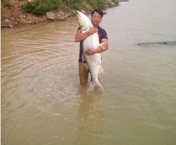 Khi đánh lưới trên sông Đà (đoạn chảy qua tỉnh Sơn La), một nhóm ngư dân đã bắt được một con cá măng “khổng lồ” nặng 22 kg, dài hơn 1m.