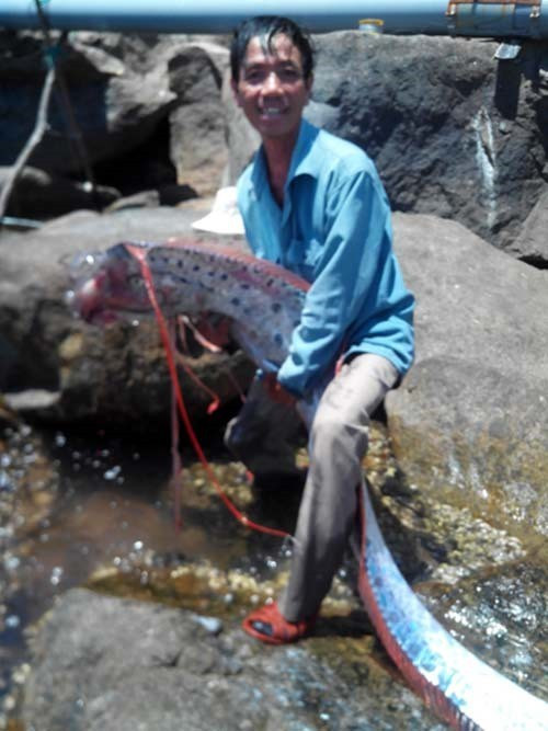 Năm 2014, ông Trần Thế Dũng ở TP.Đà Nẵng và là thành viên câu lạc bộ câu cá Hải Vân đã câu được một “thủy quái khủng” giống rồng. Nó có chiều dài cơ thể lên tới 4,2m, nặng 29,6 kg và bề ngang thân rộng khoảng 30 cm. Nhiều người sau khi xem ảnh cho rằng đó là một con cá mái chèo.