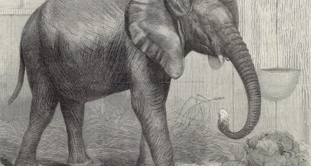 Khi bị hành hình theo phương pháp rùng rợn này, tử tù sẽ trải qua sự đau đớn tột độ trước khi bỏ mạng.