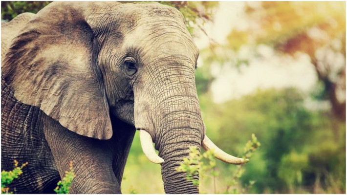 Khi được lệnh hành hình nghiền nát tay chân của phạm nhân, con voi đã trải qua huấn luyện sẽ thực hiện đúng theo những gì được dạy.