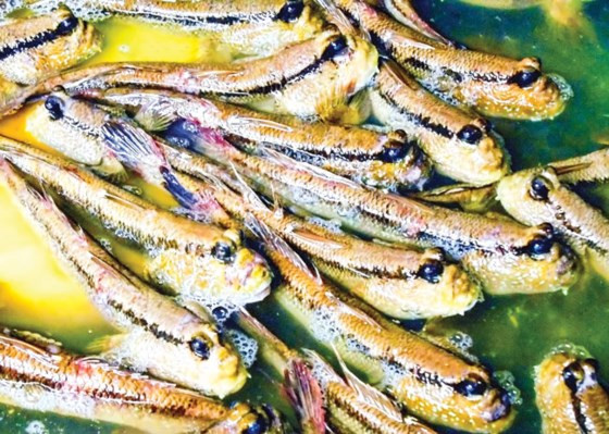 Trước đây, loại cá này không có giá trị kinh tế, nhưng từ khi du lịch phát triển cá thòi lòi trở thành đặc sản phục vụ du khách đến Cà Mau. Ảnh: Sài Gòn Đầu Tư.