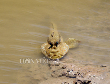 Cá thòi lòi sinh sống ở vùng nước mặn, nước lợ, có nhiều ở các bãi bồi. Loài cá này khá đặc biệt khi có hai chân trước, bơi lội dưới nước, di chuyển trên bùn, chạy nhảy trên cạn và có thể leo trèo trên cây. Ảnh: Dân Việt.