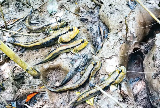 Cá thòi lòi có thể đào hang sâu đến vài mét để trú ngụ và thường sinh sống ở những bãi bồi trong rừng ngập mặn của Cà Mau. Để bắt cá thòi lòi, người dân thường đào hang, cắm câu, dùng sà vi…Ảnh: Sài Gòn Đầu Tư.