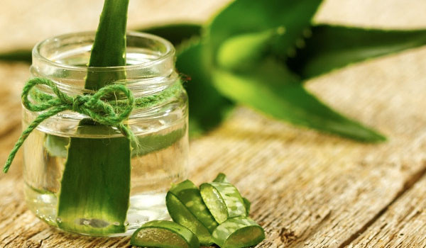 Trị bỏng lạnh: Không chỉ chữa bỏng nắng, gel lô hội còn có thể trị bỏng lạnh. Hàm lượng vitamin E cao trong gel lô hội làm dịu vùng da bị tổn thương.