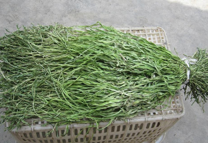 Rau tiến vua được cho rằng có giá trị dinh dưỡng cao, thường xuyên ăn rau cần biển sẽ giúp làm dịu các dây thần kinh, dạ dày khỏe hơn, giảm mỡ máu...