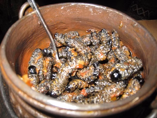 Sâu Mopane: Loài sâu này là loài sâu bướm lớn hay được gọi là sâu bướm đêm hoàng đế. Nhìn bề ngoài thì không ai dám lại gần, đôi khi còn khiến người ta phải sợ hãi. Để thưởng thức món sâu này, người ta nhặt sâu từ trên cành, hoặc các bụi cây. Sau đó sâu được rửa sạch sẽ, ép bẹp để nước chảy ra khỏi ruột sâu. Sâu được om với cà chua và tỏi, trở thành món ăn. Ảnh: Internet.