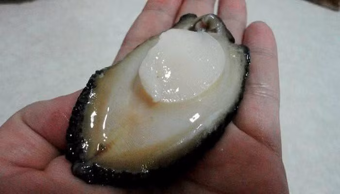 Thịt của bào ngư là một khối cứng giòn, có mùi thơm ngon và rất bổ dưỡng.