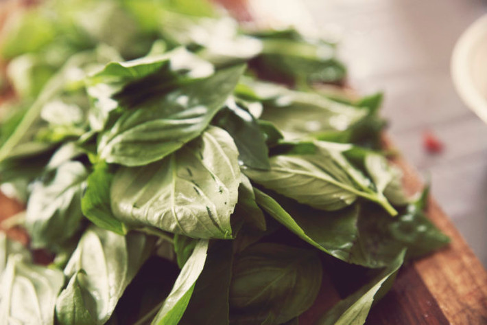 Nhai các loại rau thơm: Rau mùi tây, húng quế, bạc hà, hoặc rau mùi đều có tác dụng như 1 biện pháp khắc phục hơi thở hôi vì chúng chứa chất diệp lục, một sắc tố trung hòa mùi hôi hiệu quả.