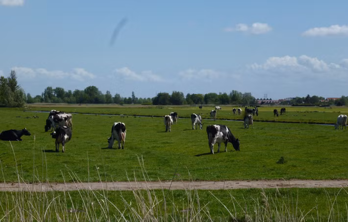 Chiều cao phụ thuộc vào nhiều yếu tố khác nhau nên không phải cứ uống nhiều sữa sẽ cao. Tuy nhiên, việc bổ sung đầy đủ chất dinh dưỡng, bao gồm sữa và các thực phẩm từ sữa, sẽ giúp con người đạt đến chiều cao tối đa do gene quy định.