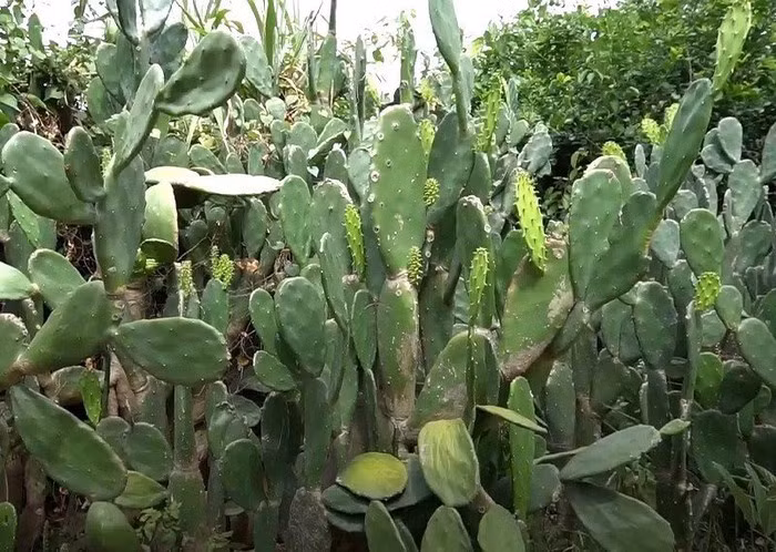 Tại Quảng Nam, vùng đất quanh năm đón nắng và gió, cây xương rồng được coi là đặc sản. Món ăn từ xương rồng này có nguyên liệu dễ tìm, hấp dẫn bởi hương vị độc đáo và cách chế biến không quá cầu kỳ.