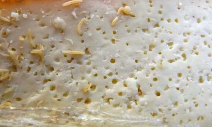 Theo như quyển sách hướng dẫn ăn các món ăn "kinh dị" nhất thế giới của Mark Frauenfelder, vẫn có sự lựa chọn cho những người không ưa côn trùng sống. Những người này có thể chụp một lớp màn nilon bọc quanh món phô mai này, khiến các con côn trùng phải nhảy "tí tách" vì thiếu dưỡng khí, chờ cho chúng chết đi rồi... thưởng thức.