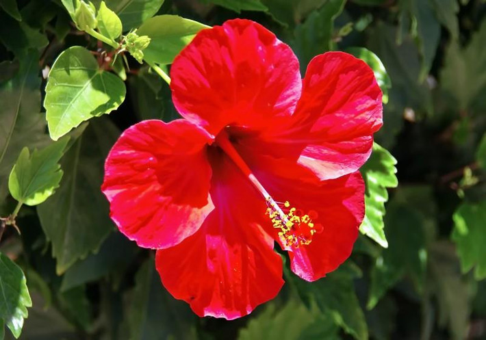 2. Tuổi Sửu: Theo dự đoán của tử vi 12 con giáp, đến đầu tháng 8 này, người tuổi Sửu sẽ được xóa tan những điều xui rủi trong tháng trước, mọi việc trở nên thuận lợi hơn, tiền nhiều họa ít, mỗi ngày đều cảm thấy vui vẻ, lạc quan.