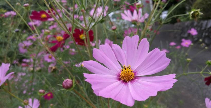 4. Tuổi Tị: Con giáp Tị bước sang tháng 8 với vận may cực tốt, tiền tài ngập nhà, có cơ hội một bước lên tiên, trở thành đại gia, người giàu có. Họ sẽ trút bỏ lại những khó khăn và phiền muộn thời gian qua để cuộc sống bước sang một trang mới.