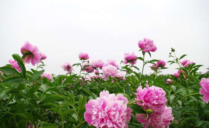 Nếu nắm bắt được thời cơ này, người tuổi Mão làm việc gì cũng thuận lợi, gặp nguy cũng hóa an, chuyển bại thành thắng, vận may trong công việc lẫn tình cảm tăng lên ngùn ngụt.