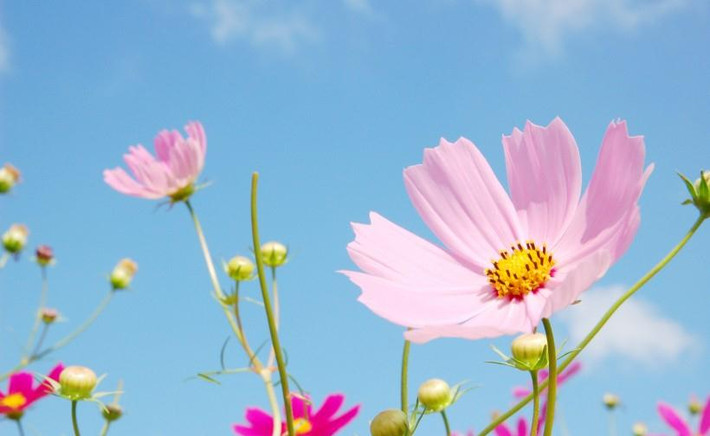 Không những vậy, trong 3 tháng sau đó, họ cũng được Tài thần, Hỷ thần giúp đỡ, biết trân trọng và cảm ơn cơ hội này thì họ sẽ có cả cuộc đời sung túc, hạnh phúc khai hoa kết trái. *Thông tin trong bài chỉ mang tính tham khảo, chiêm nghiệm. 