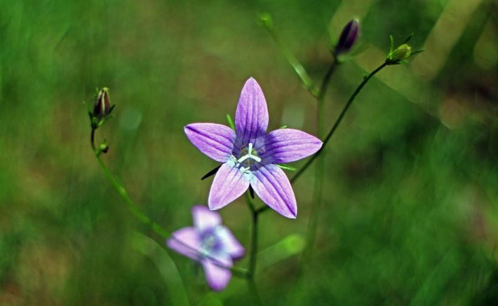 3. Tuổi Hợi: Trong số 12 con giáp, người tuổi Hợi vốn sinh ra đã được hành Thủy trong ngũ hành hỗ trợ, đến đầu tháng 8 này được hành Kim chiếu rọi tạo ra tổ hợp Kim sinh Thủy phù trợ khiến họ có được nhiều may mắn, có cơ hội phát tài, kinh doanh phát đạt.