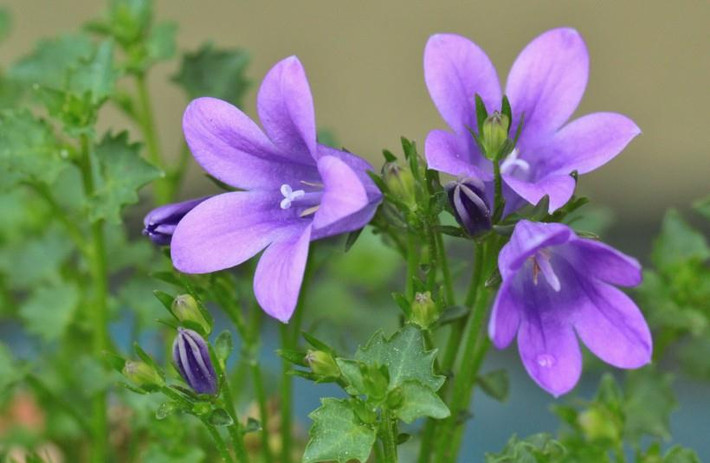 Con giáp Hợi trong tháng tới cung Phúc Đức có một hung tinh phát huy sức ảnh hưởng khiến sức khỏe không được tốt, cần lưu ý nghỉ ngơi. Tuy nhiên, bởi số cát tinh nhiều hơn hung tinh nên họ có gặp nguy cũng hóa an, mọi chuyện được hóa giải nhanh chóng.