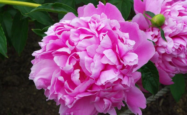 1. Tuổi Mão: Con giáp Mão sống có trước có sau, thấu tình đạt lý, kể từ cuối tháng 7 đã cát tinh Tham lang chiếu cung Phúc Đức, sang tháng 8 thời cơ càng chuyển biến rõ rệt, mở ra nhiều cơ hội sáng sủa.